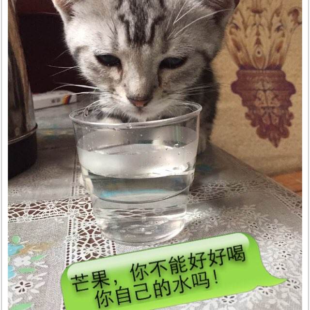 捷克哪里能买到